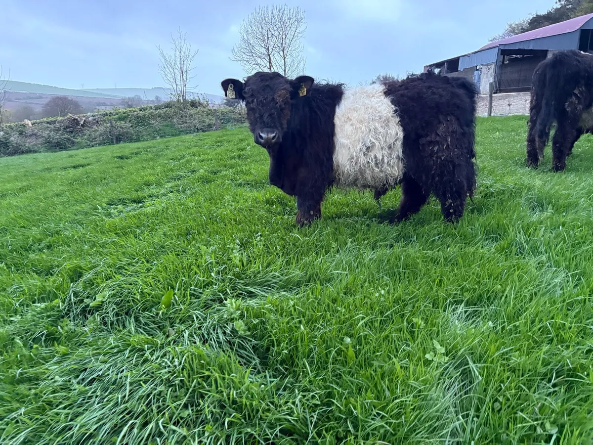 Belted Galloway - Image 1