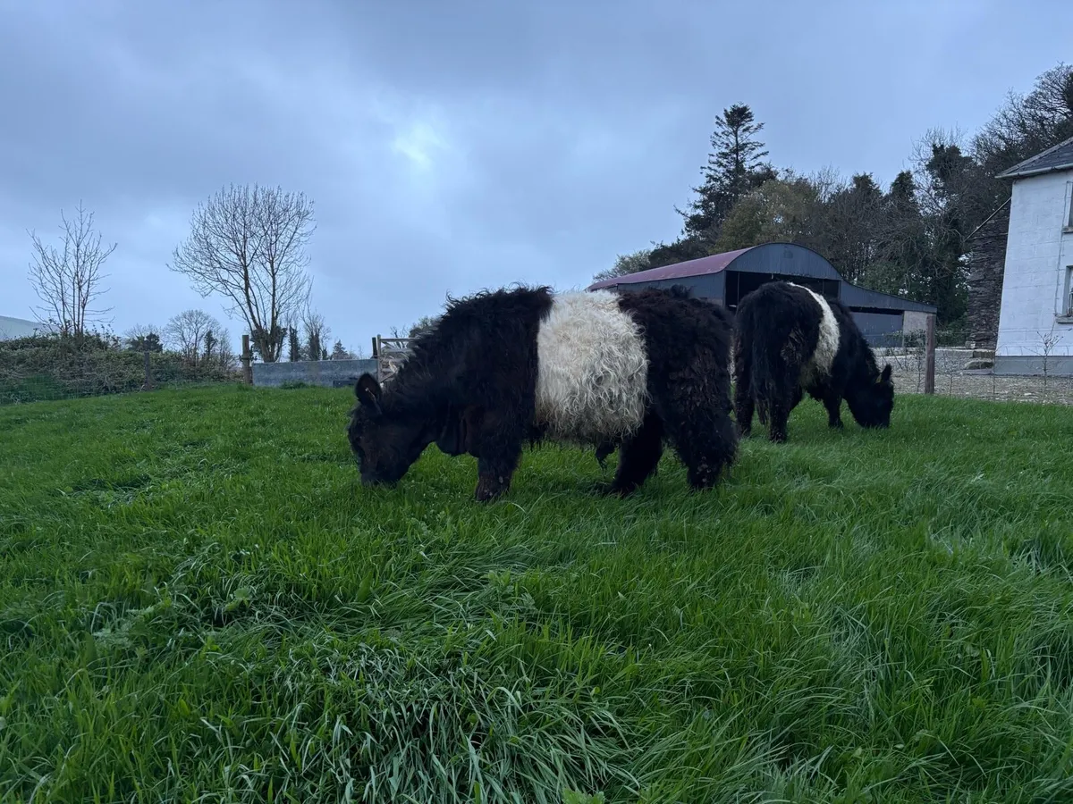 Belted Galloway - Image 2
