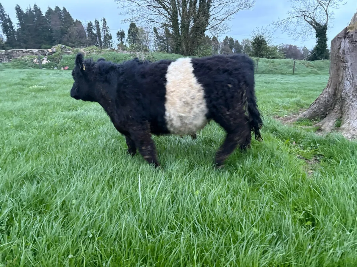 Belted Galloway - Image 3