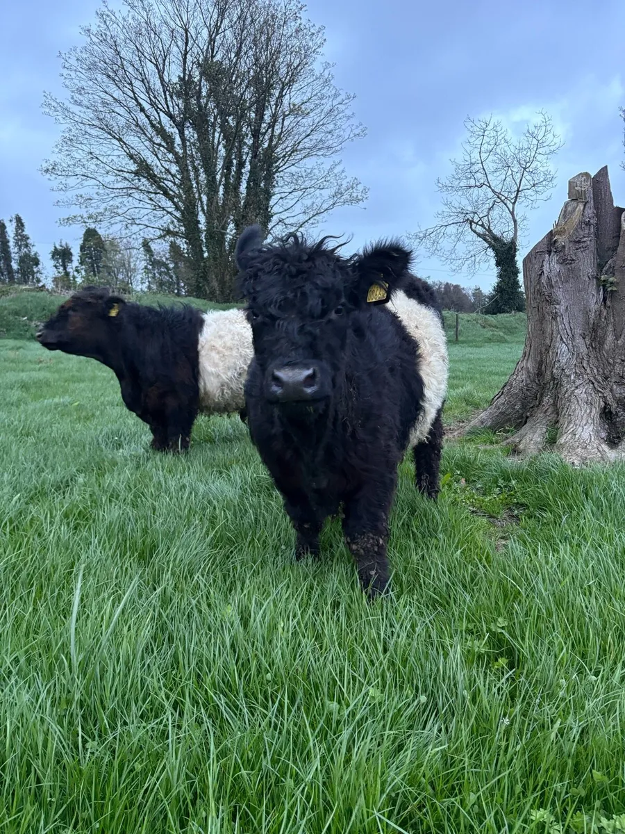 Belted Galloway - Image 4