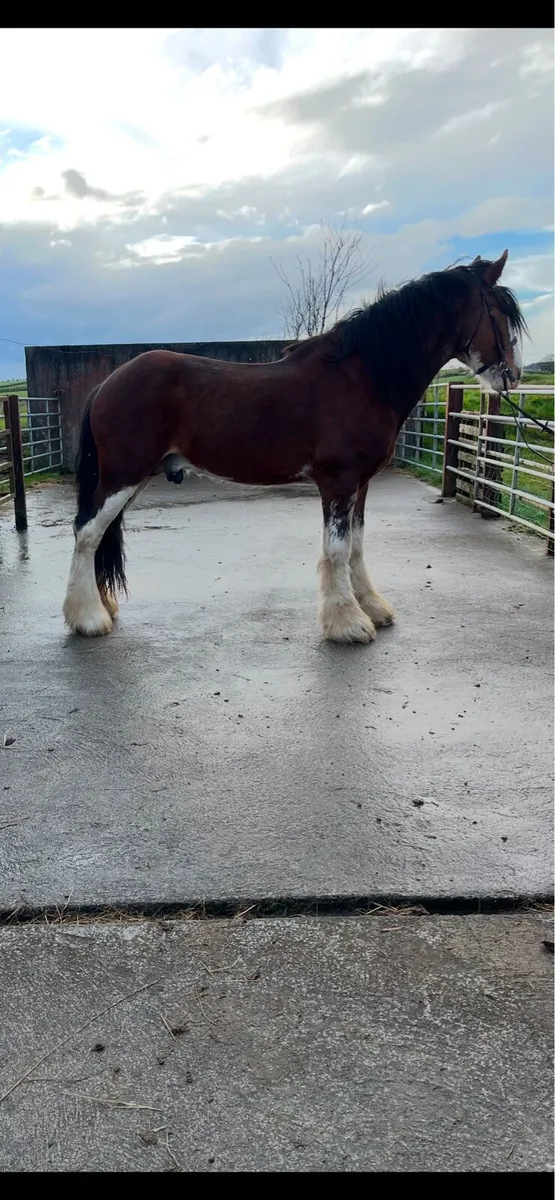 Clydesdale stallion - Image 3