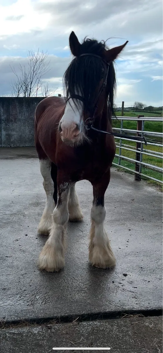 Clydesdale stallion - Image 4