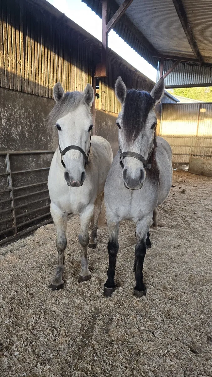 Two Geldings Rising  4 Years - Image 1