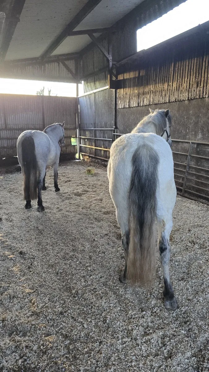 Two Geldings Rising  4 Years - Image 2