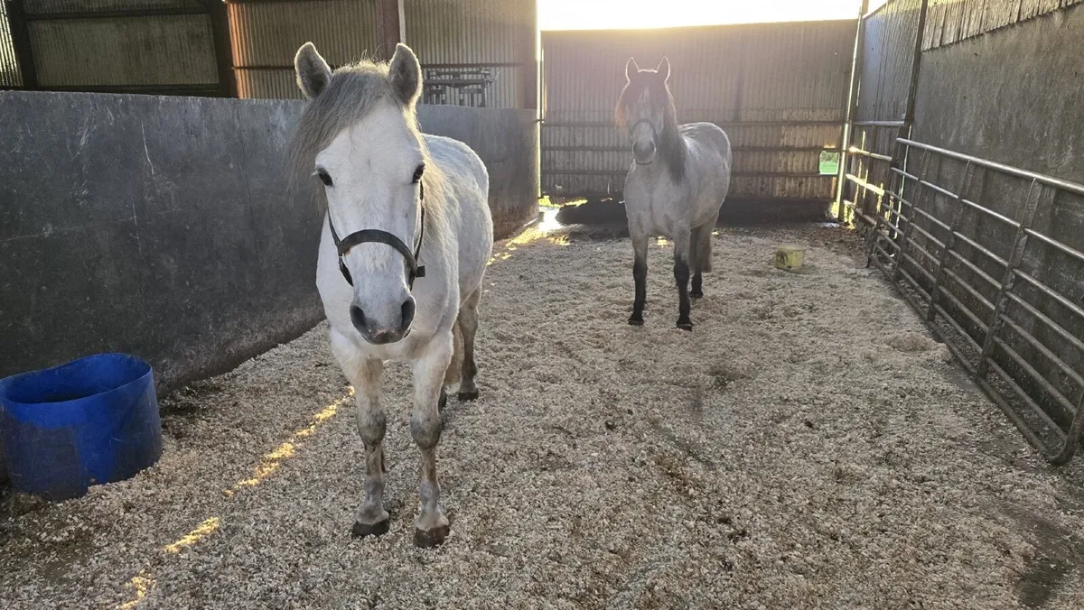 Two Geldings Rising  4 Years - Image 3