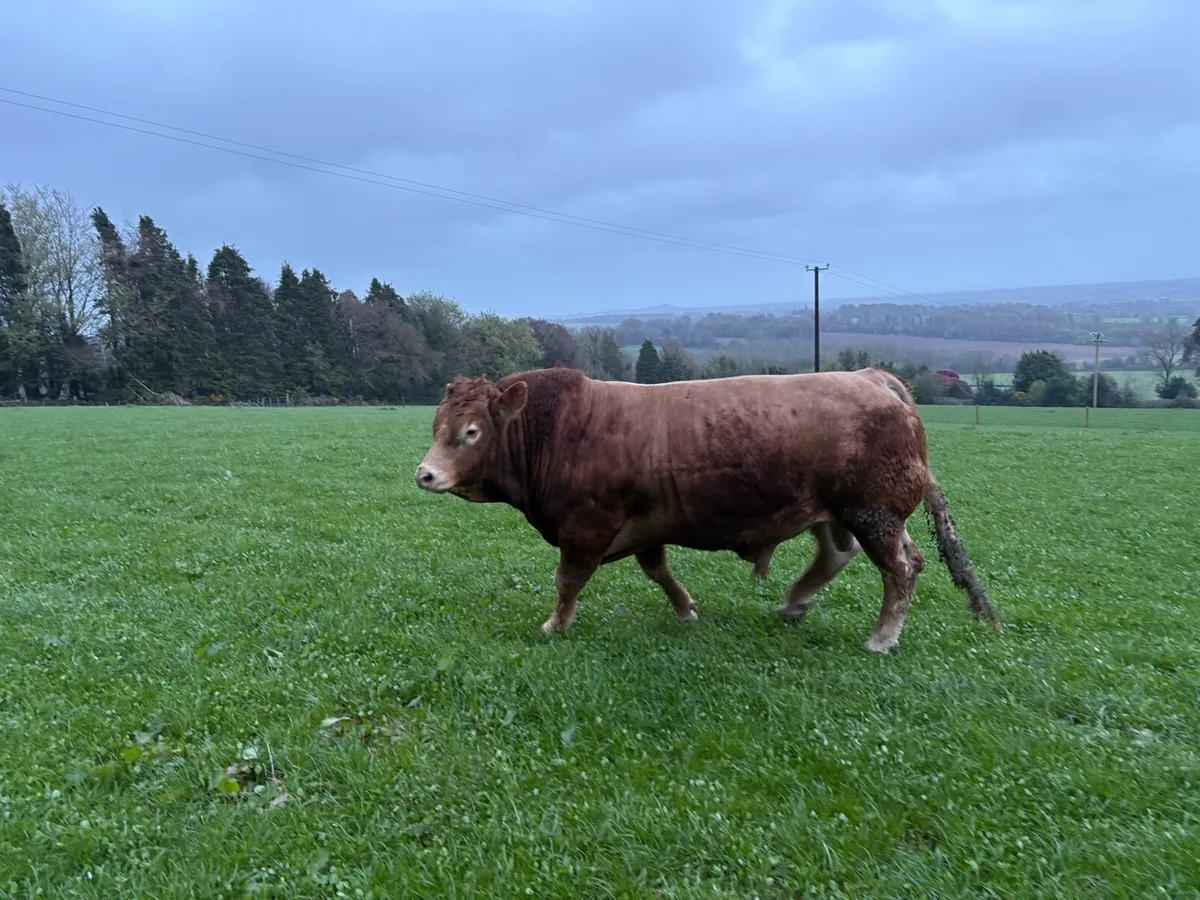 Limousine bull - Image 1