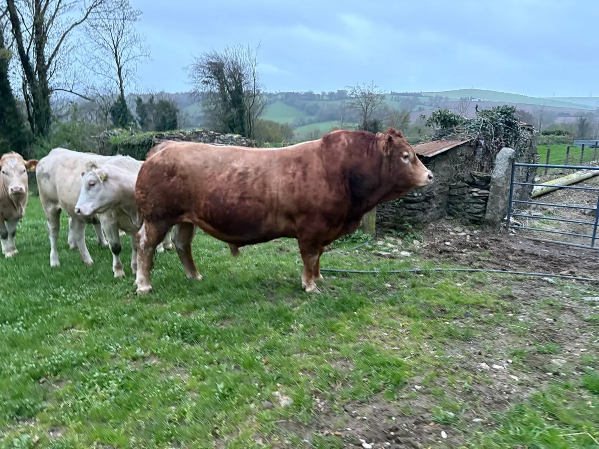 Limousine bull - Image 2