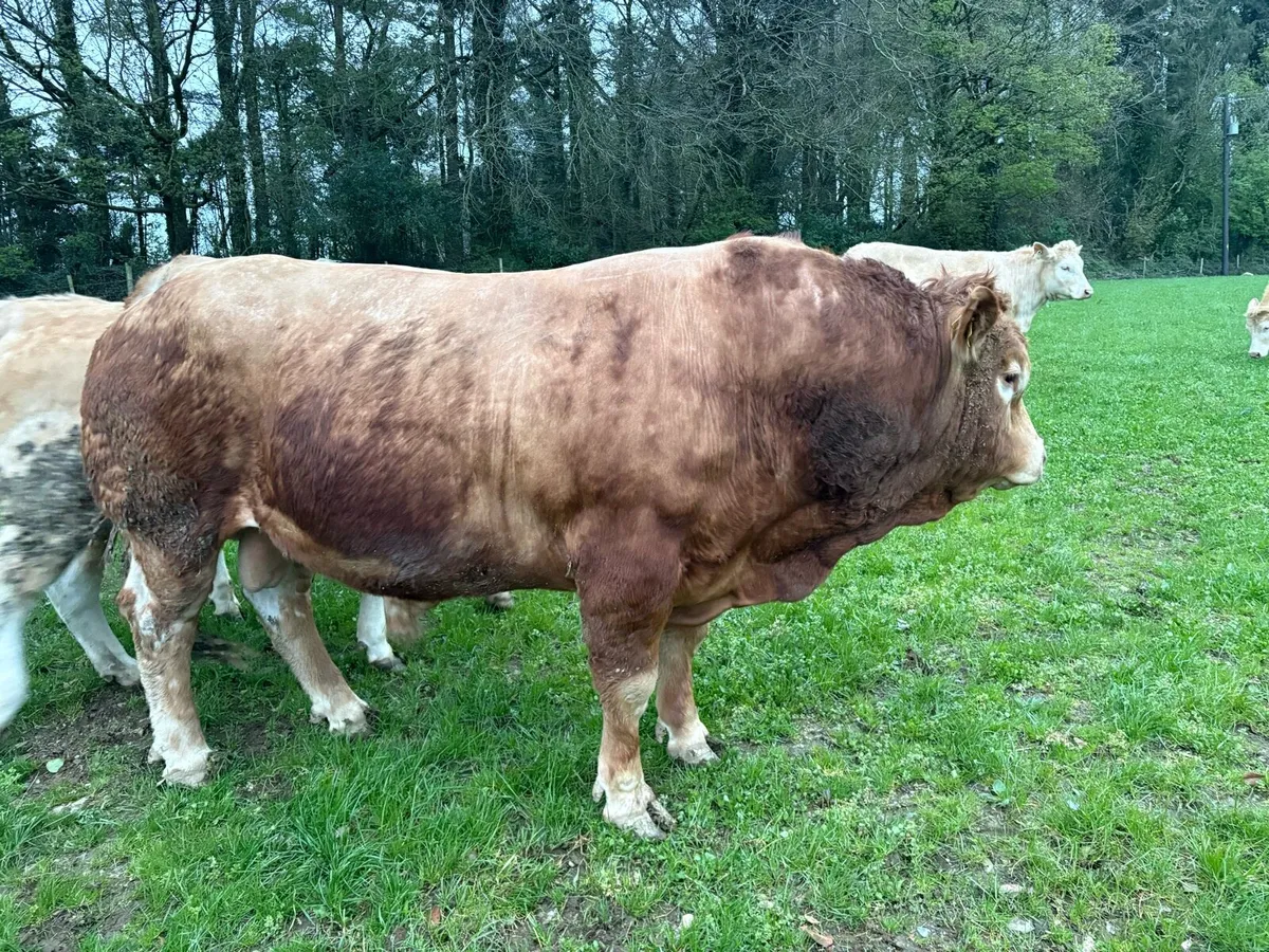 Limousine bull - Image 3