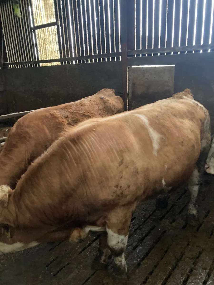 Pure bred 2yr old Simental/Fleckvieh bull - Image 1