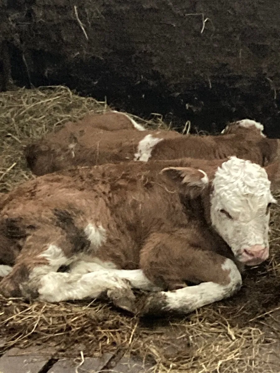 Pure bred 2yr old Simental/Fleckvieh bull - Image 3