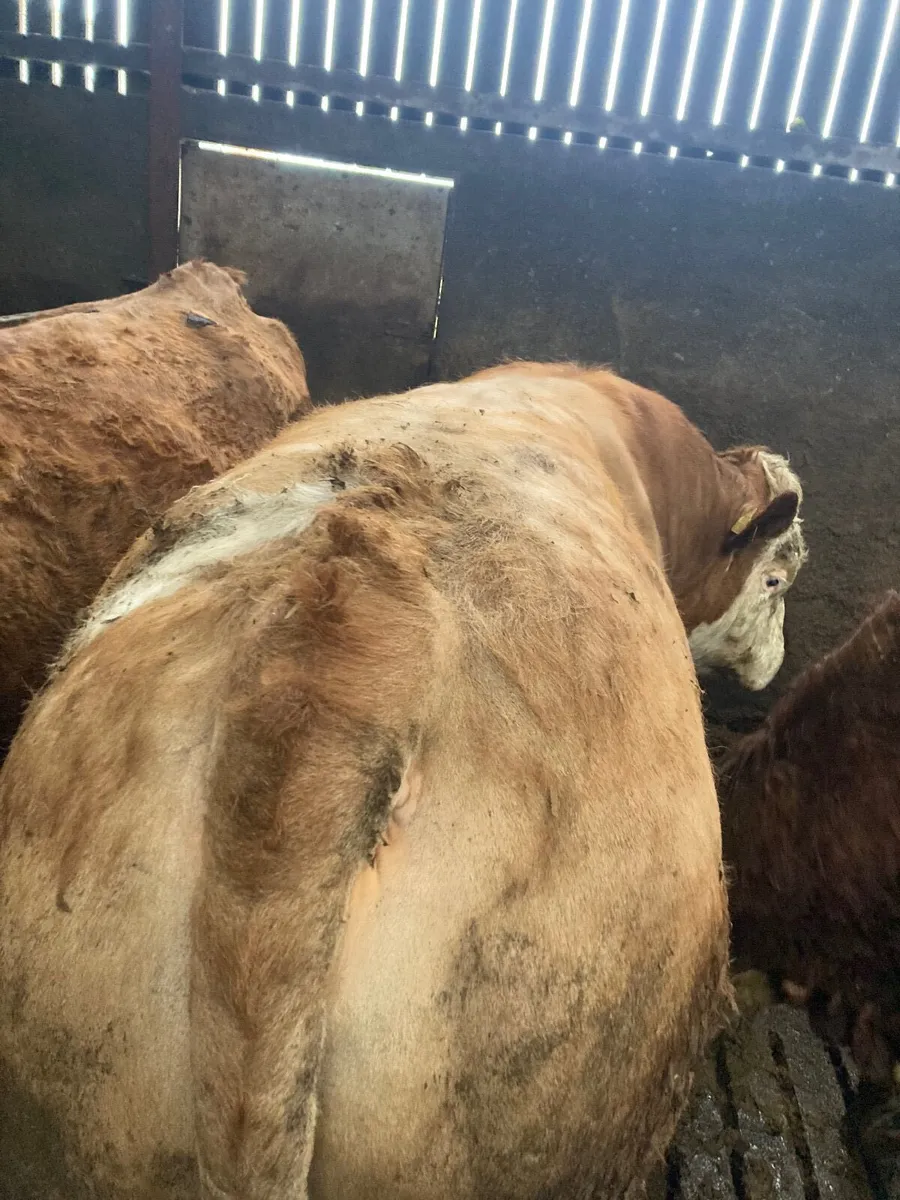 Pure bred 2yr old Simental/Fleckvieh bull - Image 4