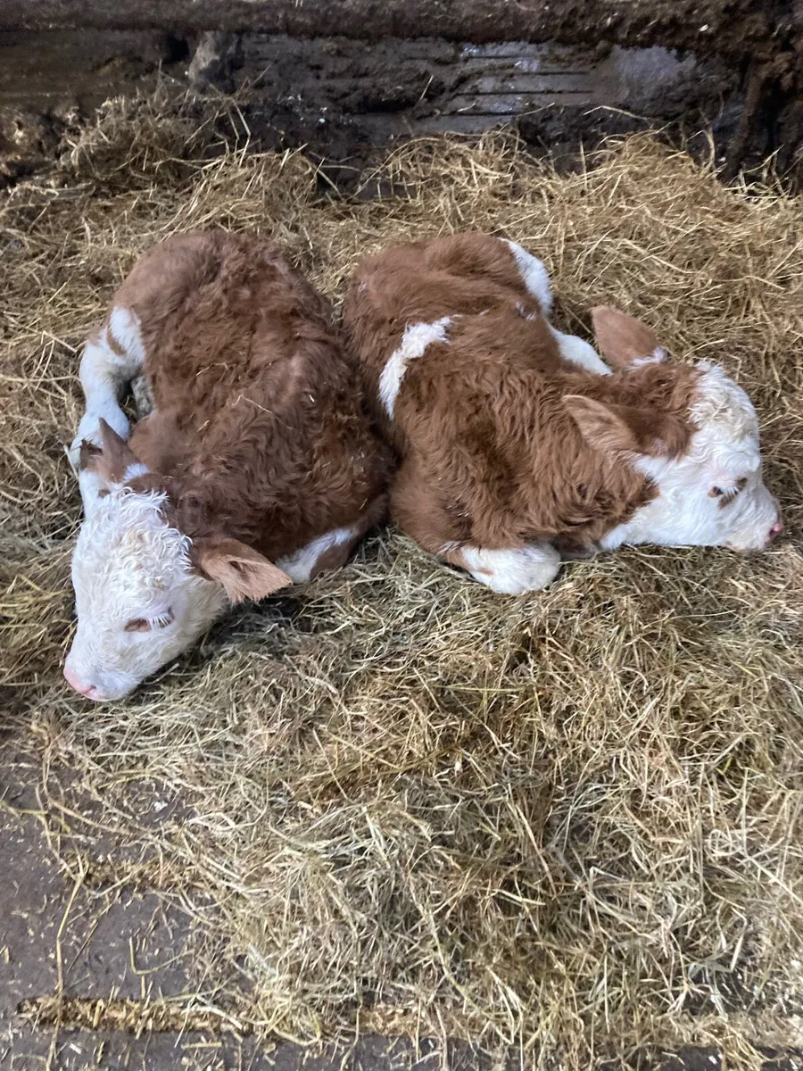 Pure bred 2yr old Simental/Fleckvieh bull - Image 2