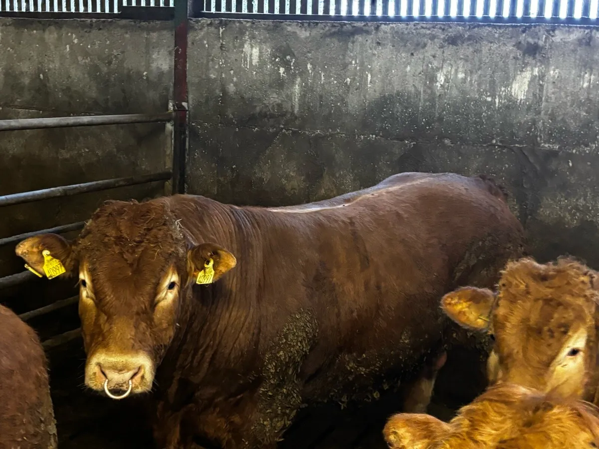 Limousine bull - Image 1