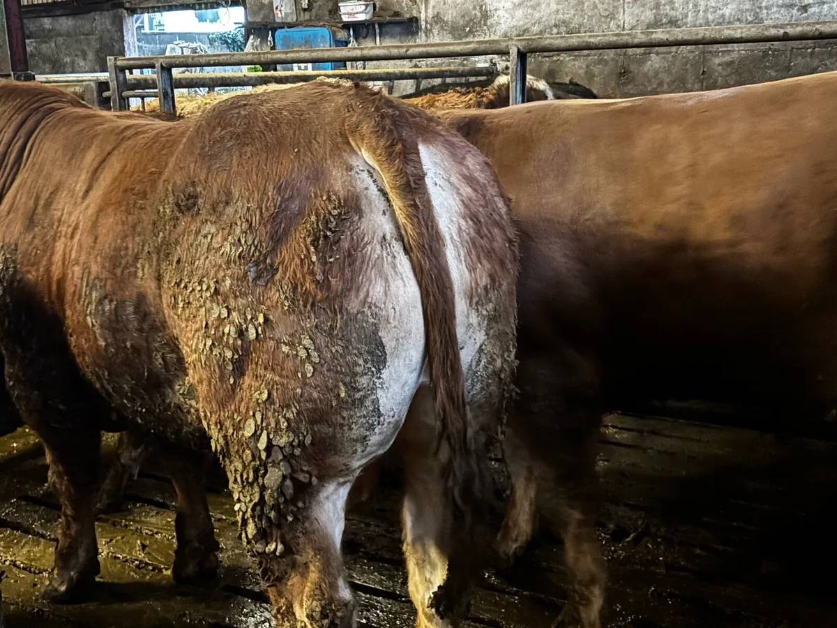 Limousine bull - Image 2