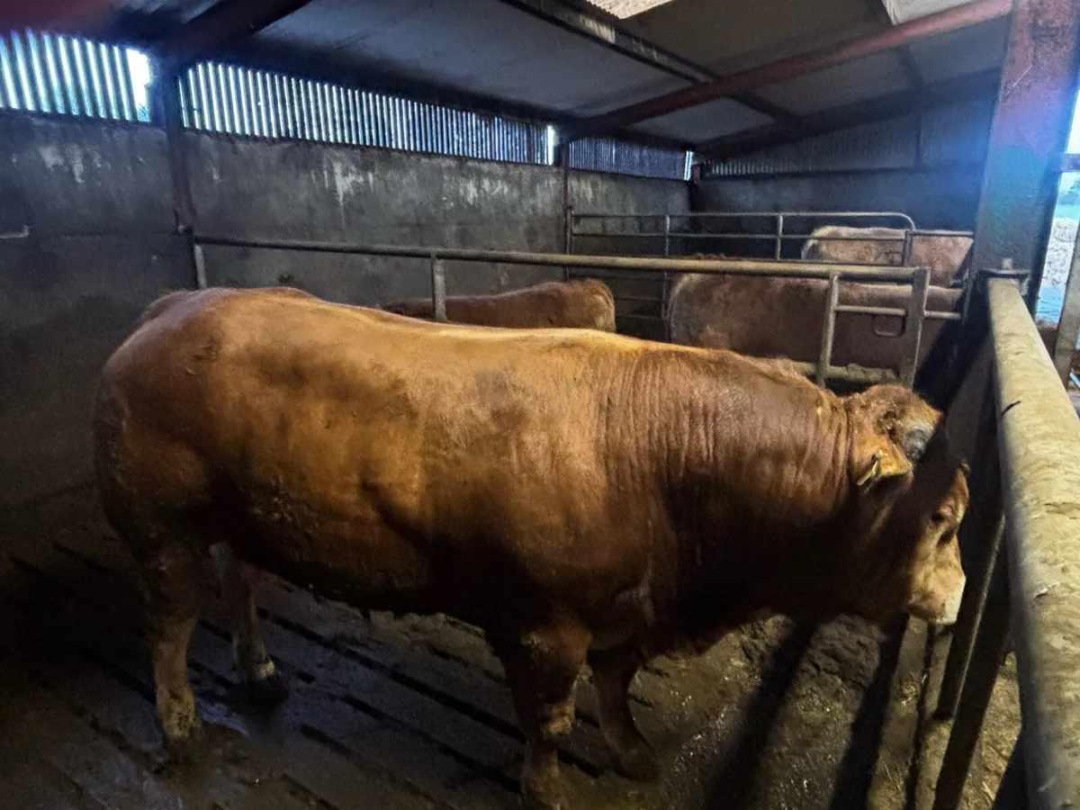 Limousine bull - Image 3