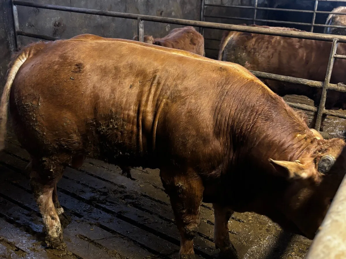 Limousine bull - Image 4