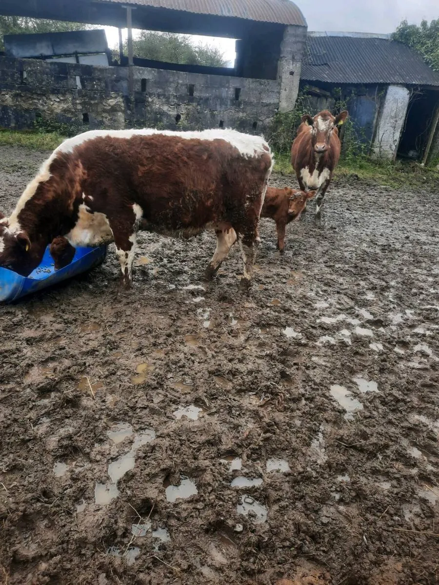 Irish moiled - Image 1