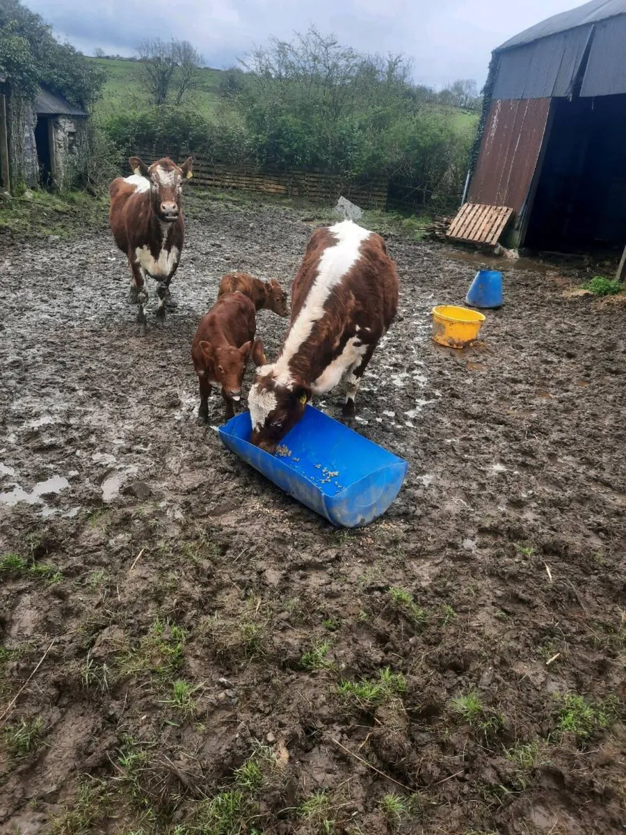 Irish moiled - Image 2