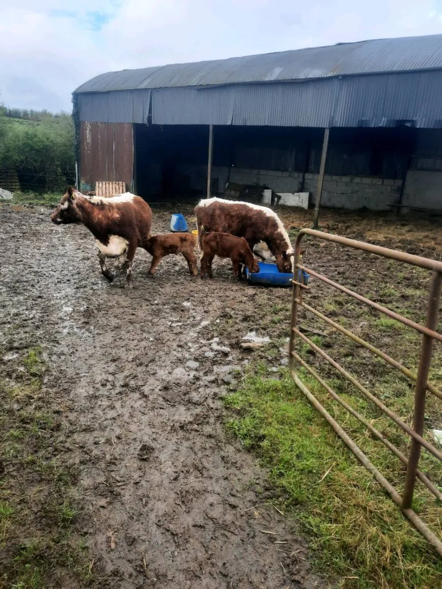 Irish moiled - Image 4