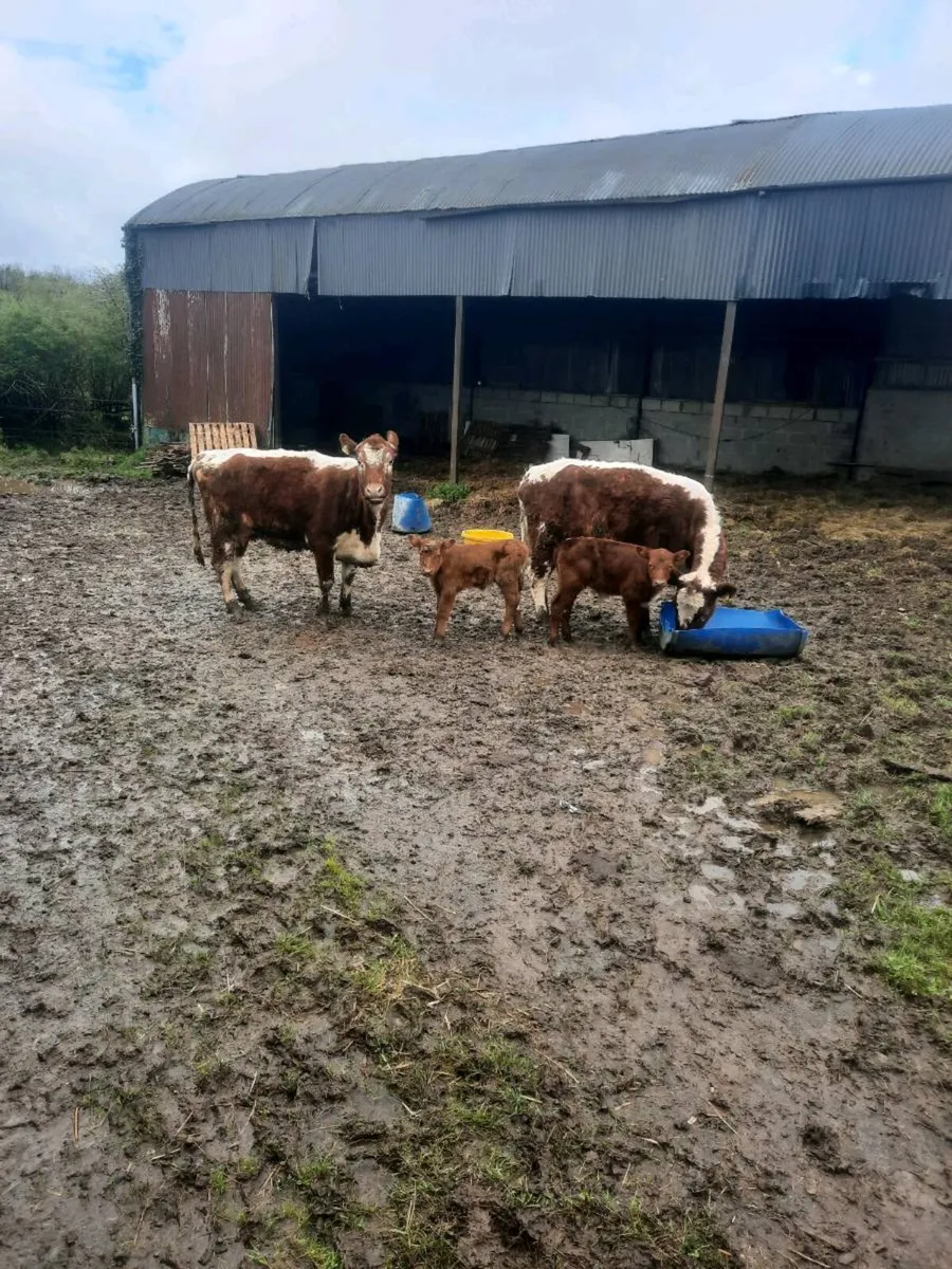 Irish moiled - Image 3