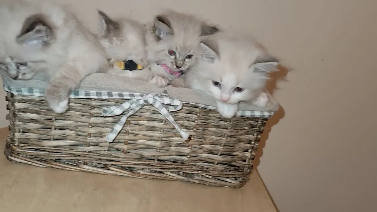 Gorgeous pedigree ragdoll kittens - Image 1