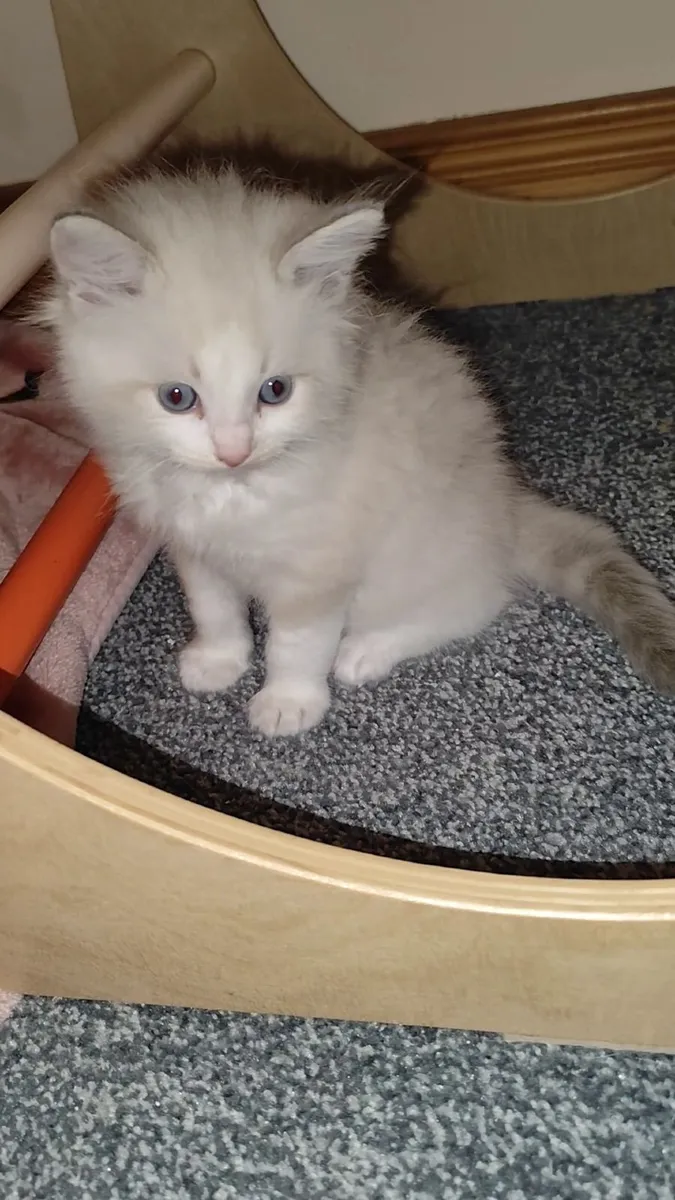 Gorgeous pedigree ragdoll kittens - Image 2