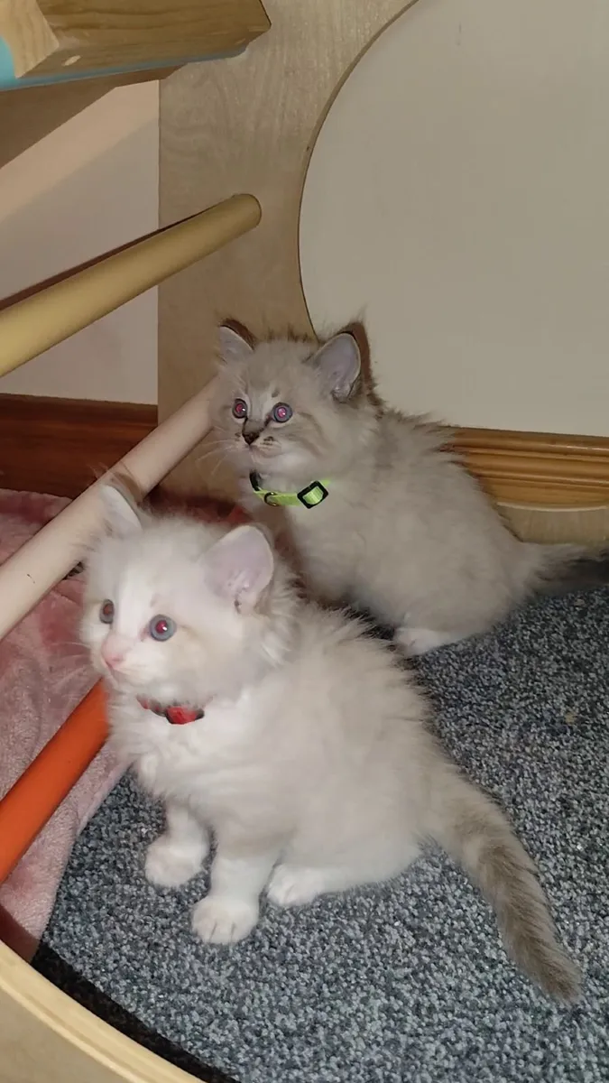Gorgeous pedigree ragdoll kittens - Image 3