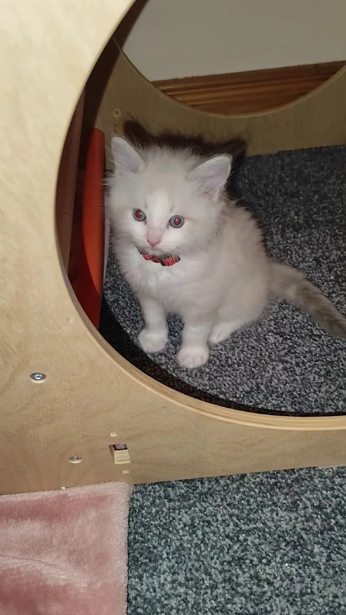 Gorgeous pedigree ragdoll kittens - Image 4