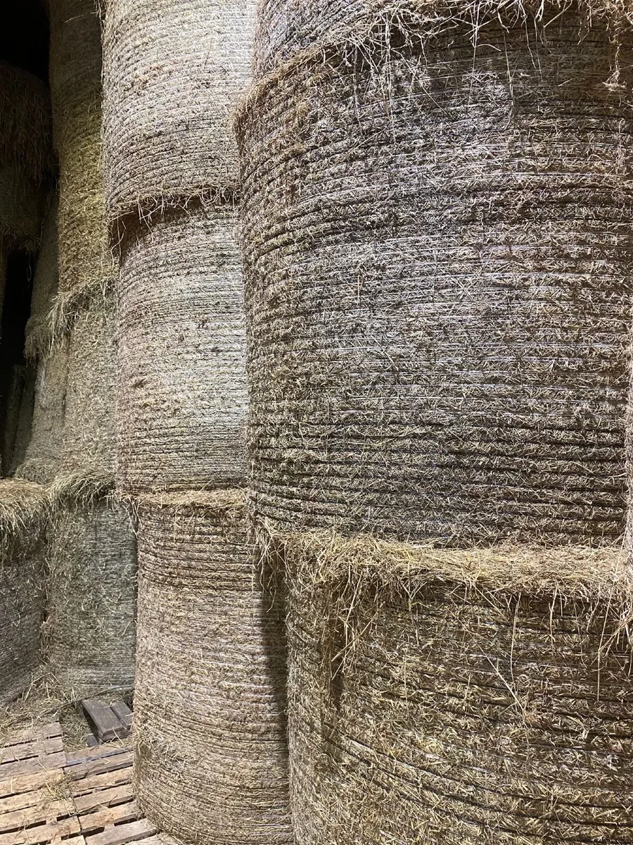 Quality Hay - Image 2