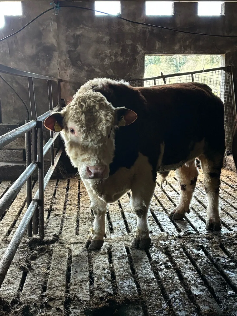 Hereford Bull - Image 1