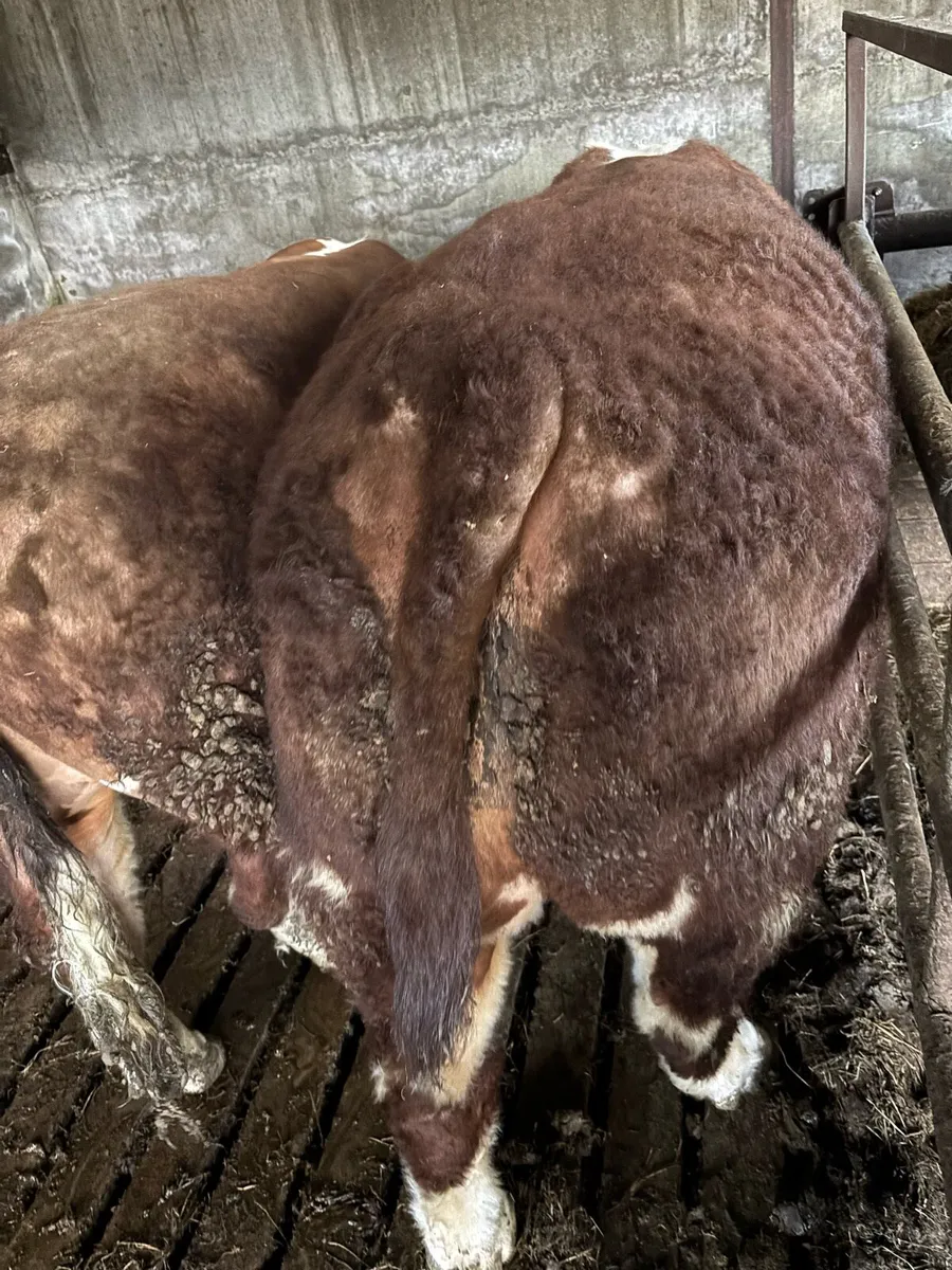 Hereford Bull - Image 2