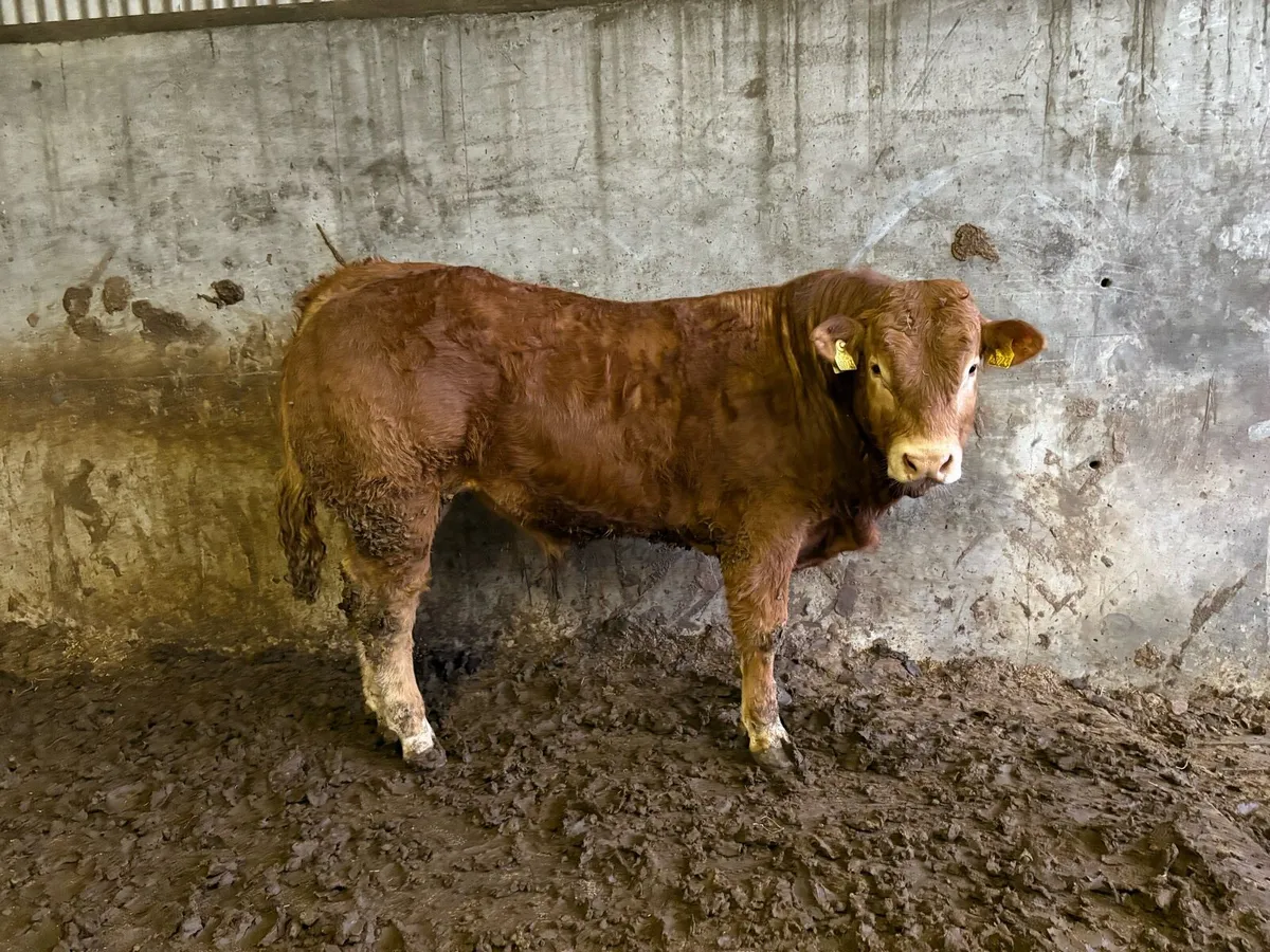 ⭐️Limousin bulls⭐️ - Image 2