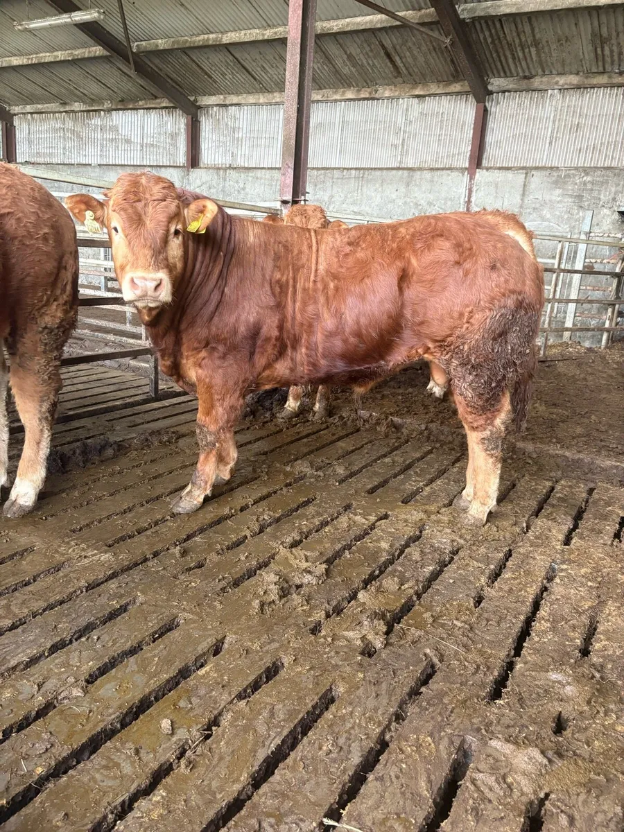 ⭐️Limousin bulls⭐️ - Image 4