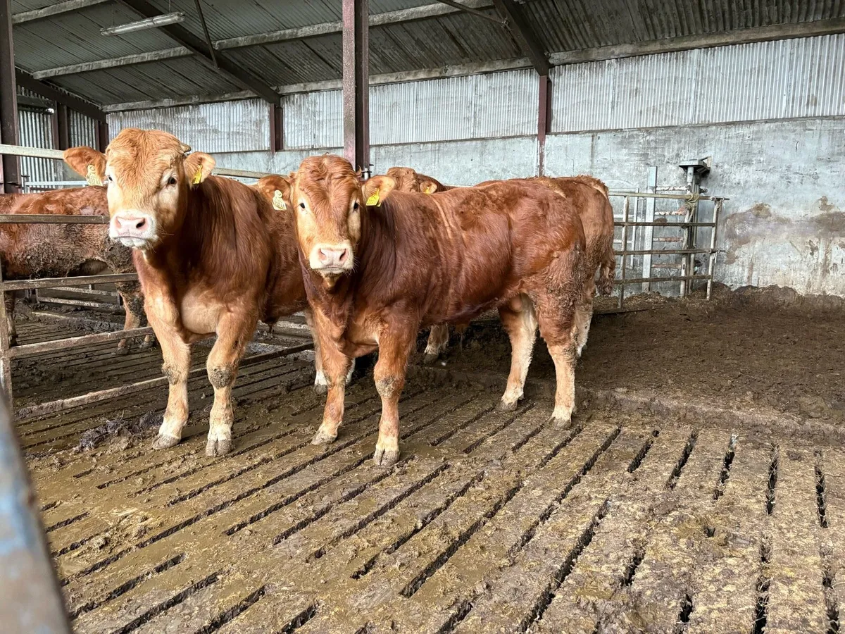 ⭐️Limousin bulls⭐️ - Image 1