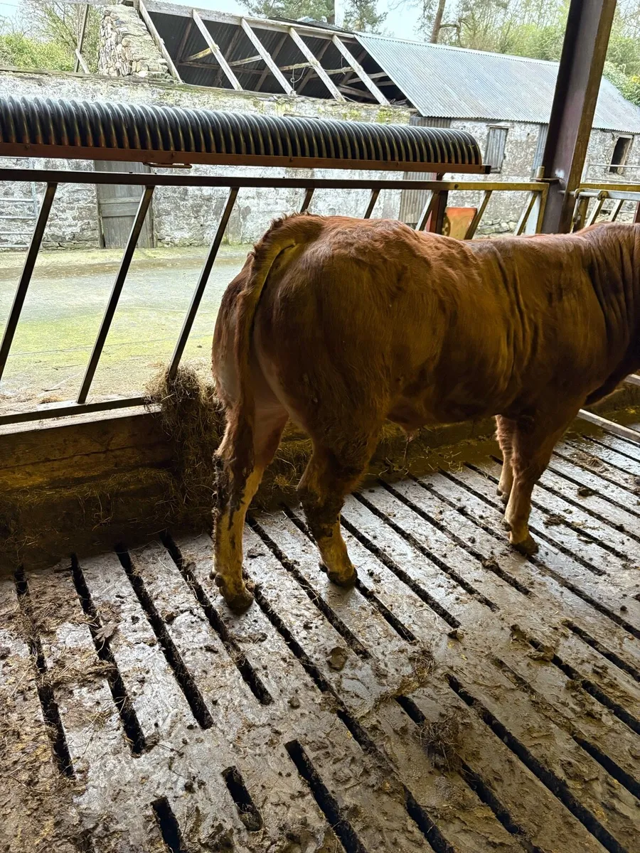 ⭐️Limousin bulls⭐️ - Image 3