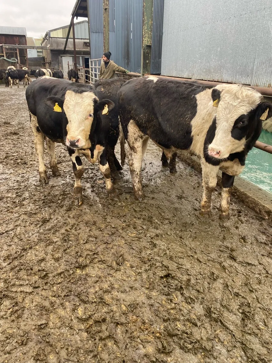 Friesian & Angus Bulls - 350kg - Image 1