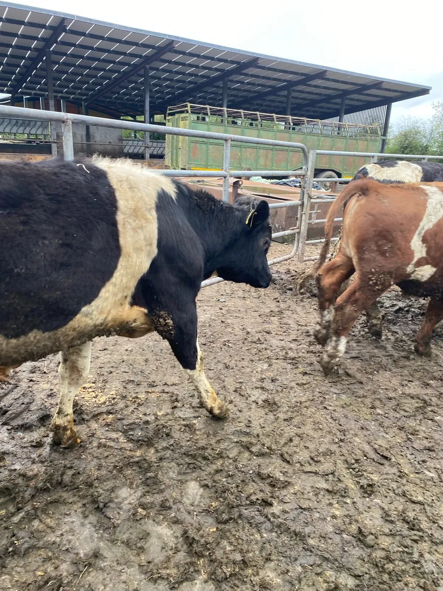 Friesian & Angus Bulls - 350kg - Image 2