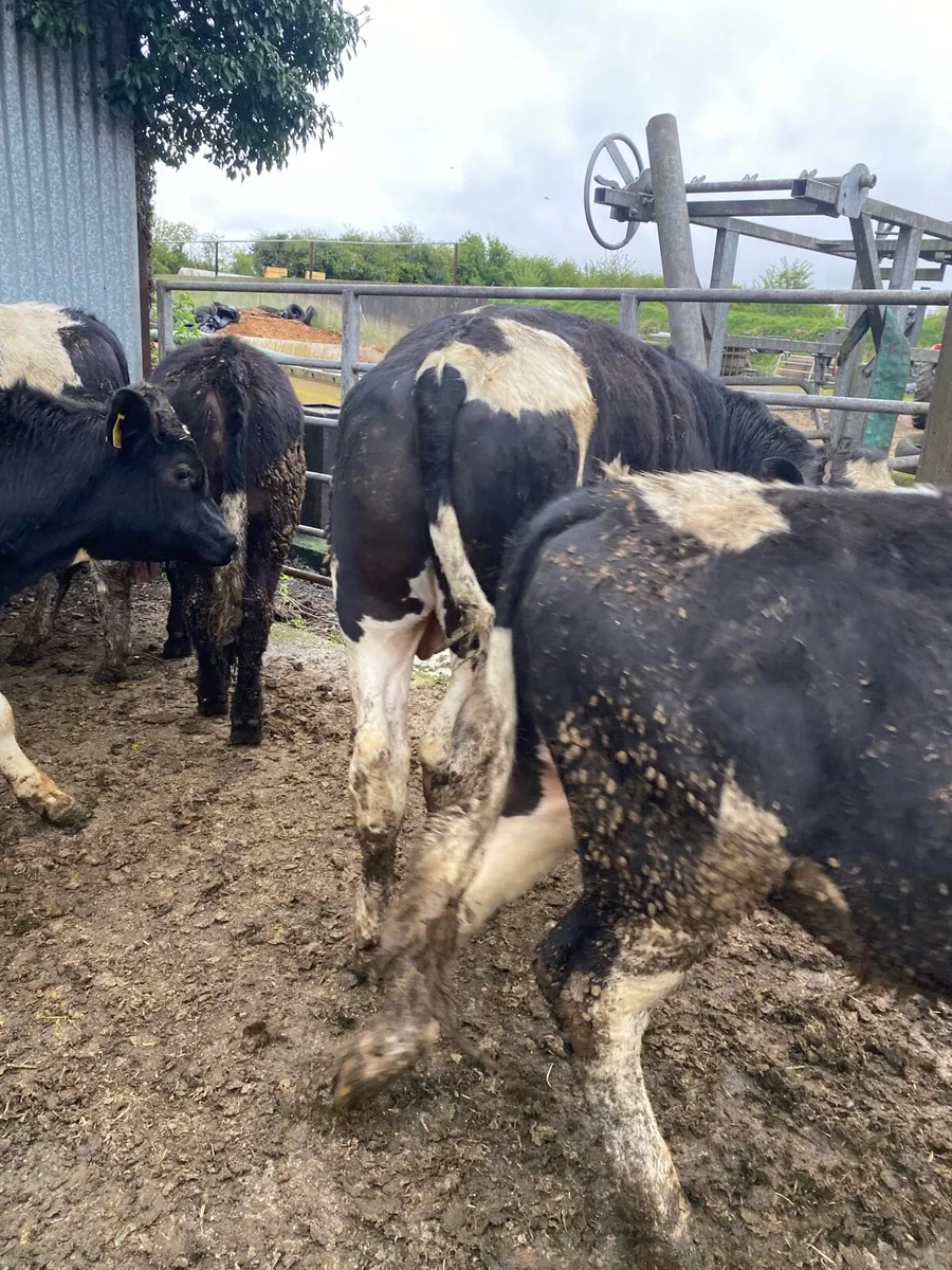 Friesian & Angus Bulls - 350kg - Image 3