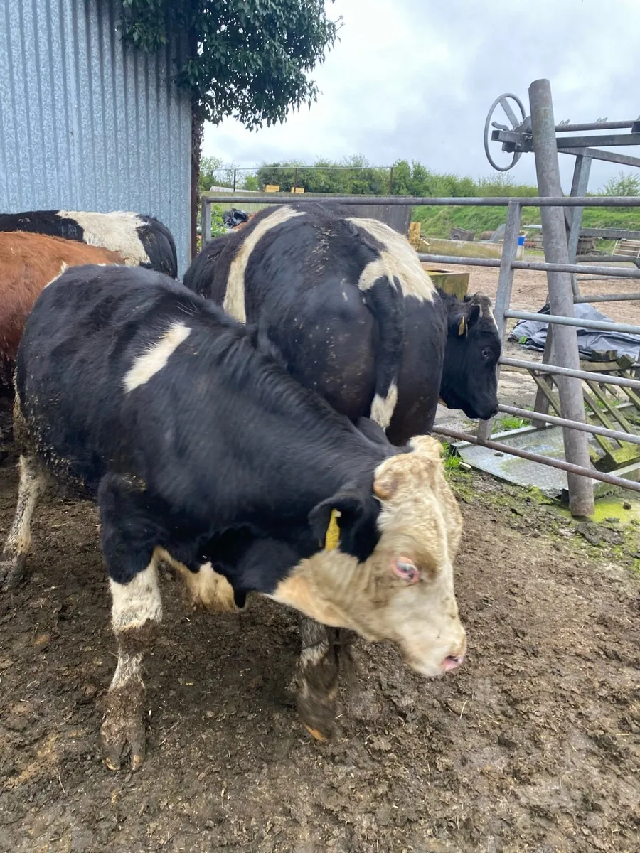 Friesian & Angus Bulls - 350kg - Image 4