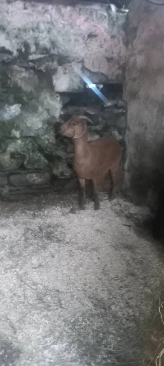 Kalahari goats for sale - Image 1