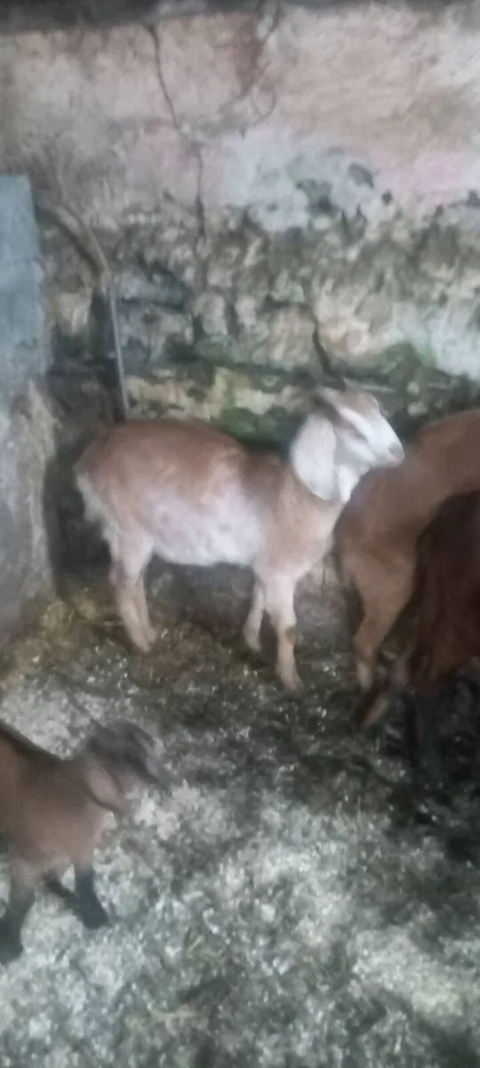 Kalahari goats for sale - Image 2