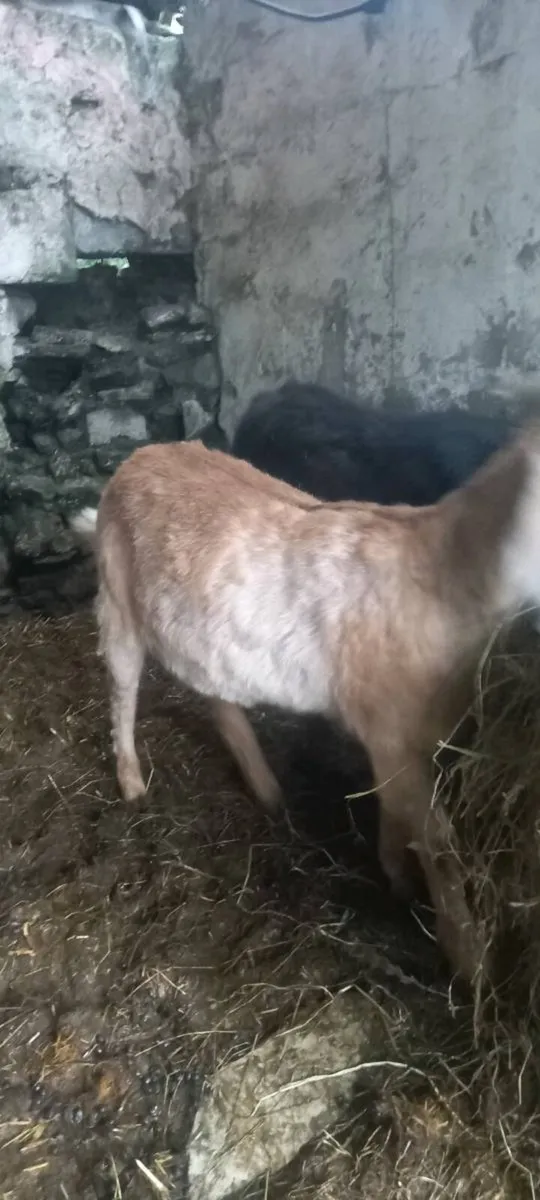 Kalahari goats for sale - Image 3