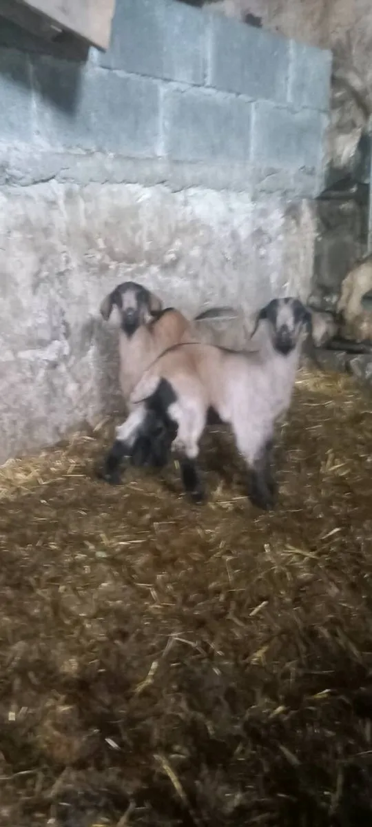 Kalahari goats for sale - Image 4