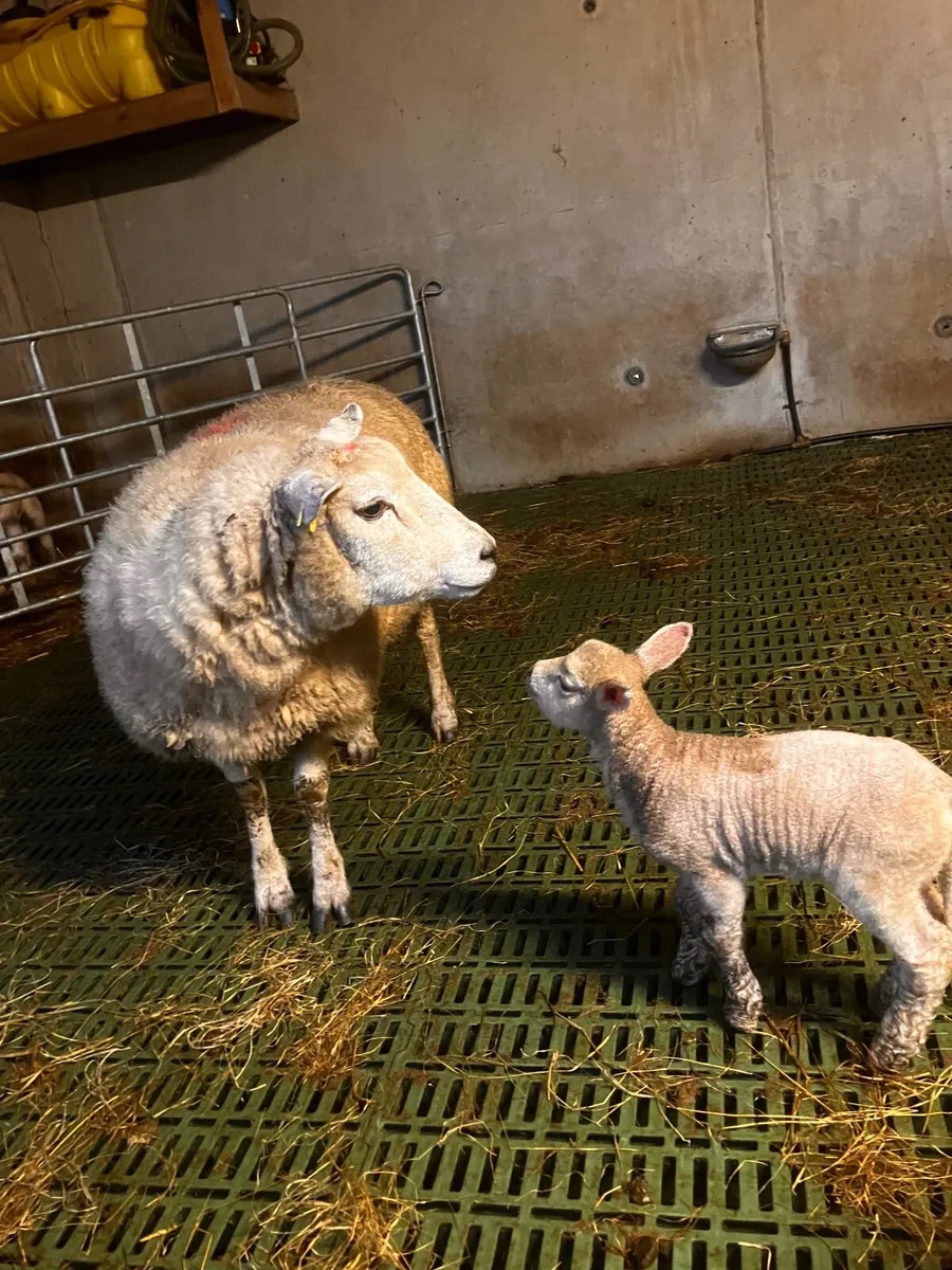 Lambs - Image 1
