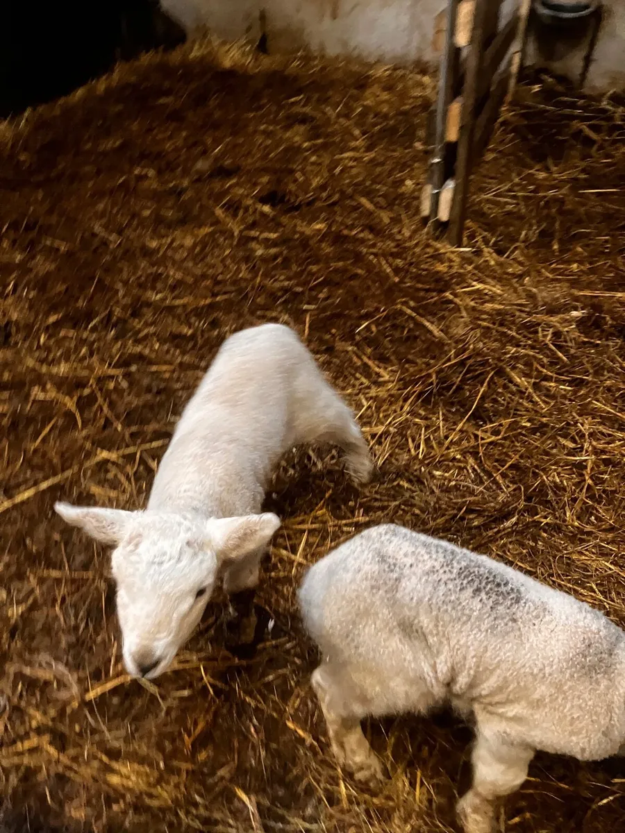 Lambs - Image 2