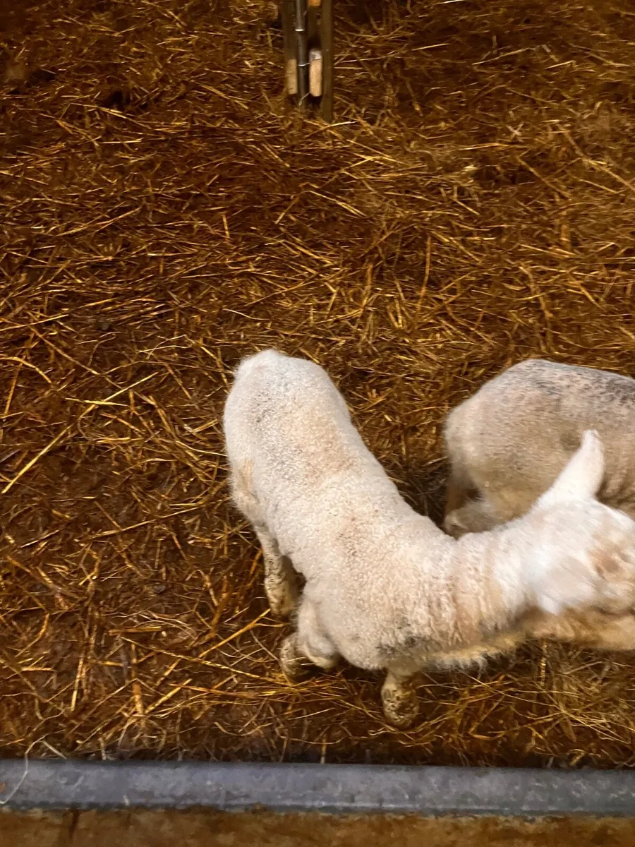 Lambs - Image 3