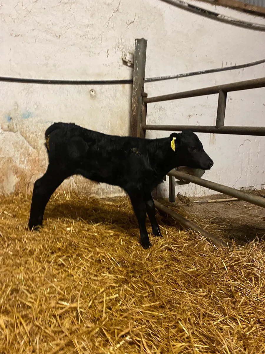 HEX SIX AAX - Image 2