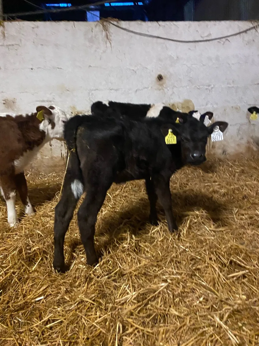 HEX SIX AAX - Image 3