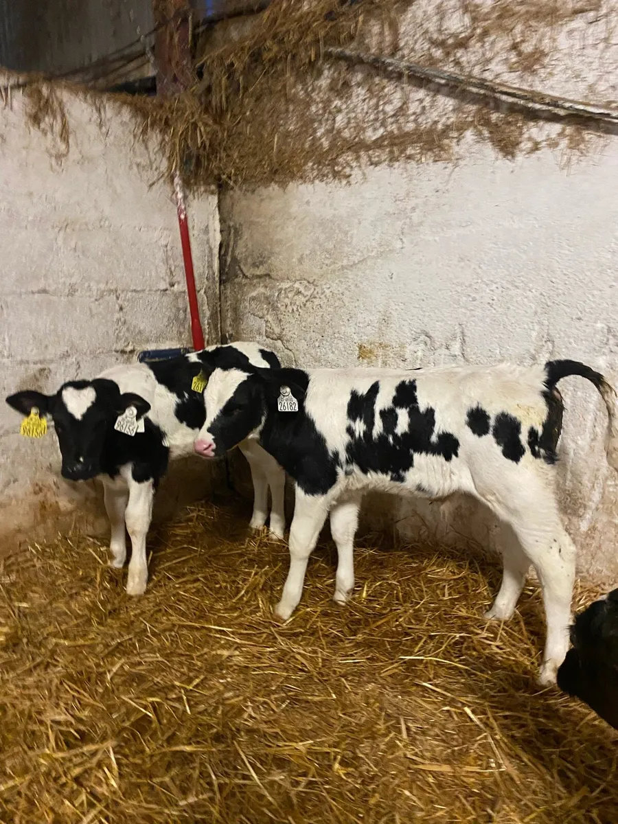 HEX SIX AAX - Image 1