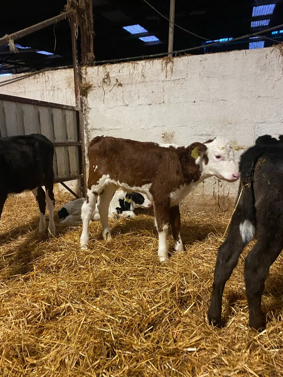 HEX SIX AAX - Image 4